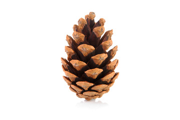 Pine cone on a white background