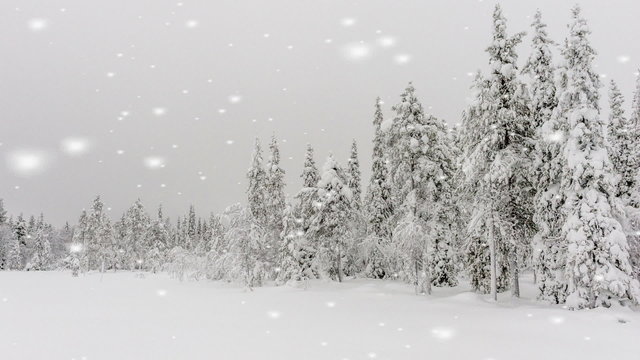 Winter landscape under falling snow