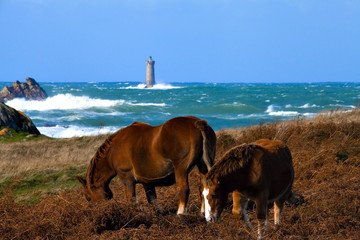 Chevaux sur la côte sauvage, Argenton, Porspoder, Bretagne