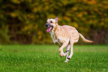 Schäferhundmischling in Bewegung