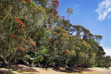 Rata-tree Neuseeland
