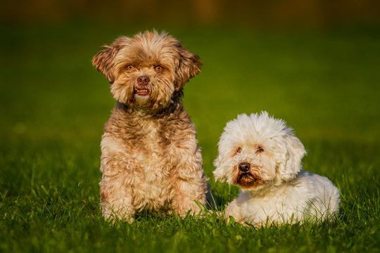 Zwei kleine Hunde