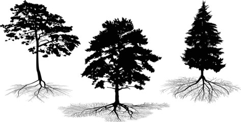 three tree silhouettes with roots