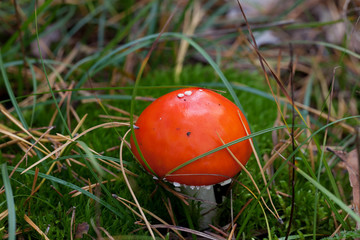 Amanita muscaria mushroom in moss