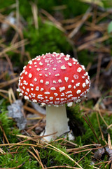 Fly agaric (Amanita muscaria) in moss