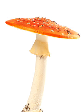 Fly agaric (amanita muscaria) isolated on white background