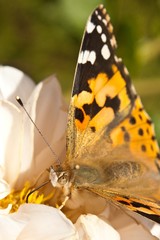 motyl © yogford