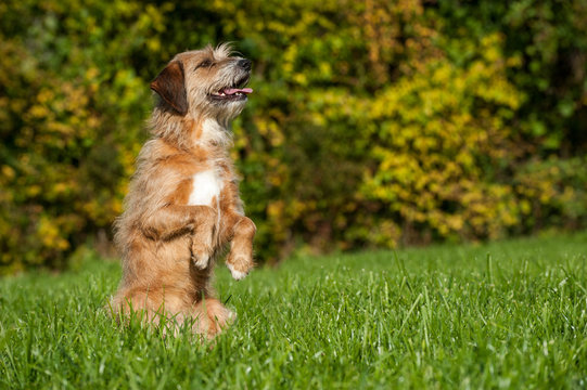 Mischlingshund
