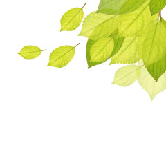 Naklejka na ściany i meble Background with green leaves