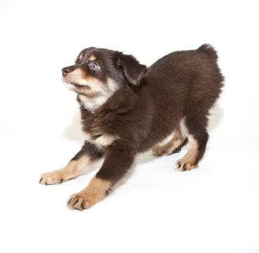 Payful Aussie Puppy