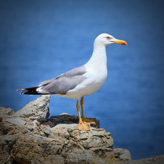 The Seagull.