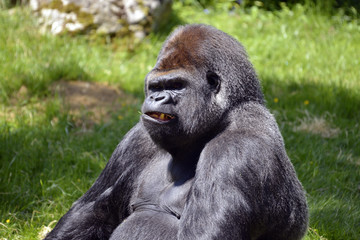 Portrait male western lowland gorilla (Gorilla gorilla)