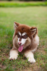 Alaskan Malamute