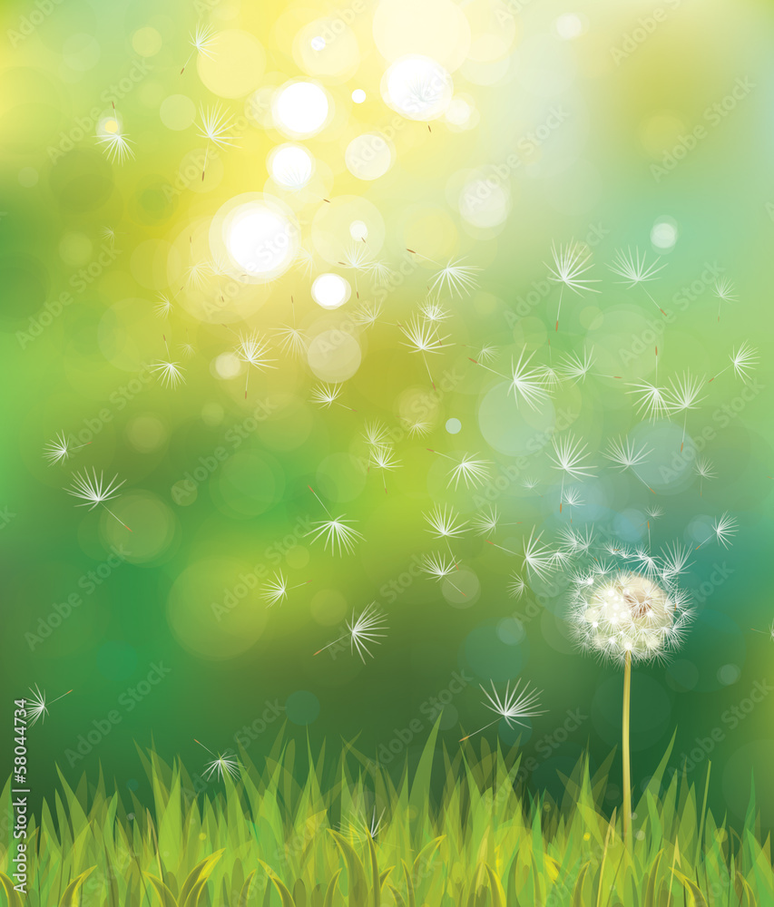 Wall mural vector of spring background with white dandelion.