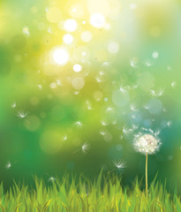 Obraz premium Vector of spring background with white dandelion.