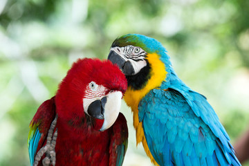 parrots