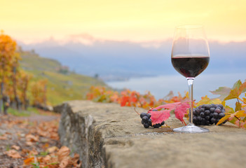 Wine and grapes. Terrace vineyards in Lavaux region, Switzerland