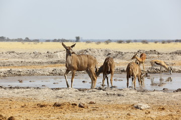 Fototapeta na wymiar Kudu's at the waterhole in Nxai Pan NP