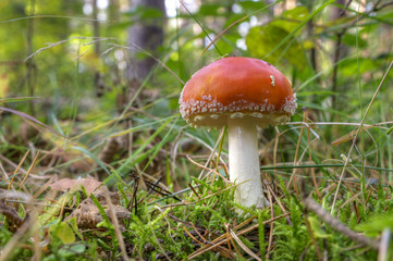 Fliegenpilz 005