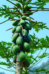 papaya tree with bunch of fruits