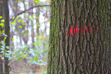 Markierung zum Fällen am Baum
