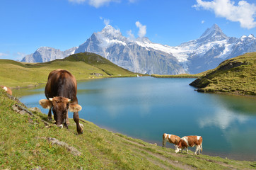 Cows in Alpine meadow. Jungfrau region, Switzerland © HappyAlex