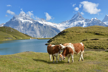 Fototapeta na wymiar Krowy w alpejskiej łące. Region Jungfrau, Szwajcaria