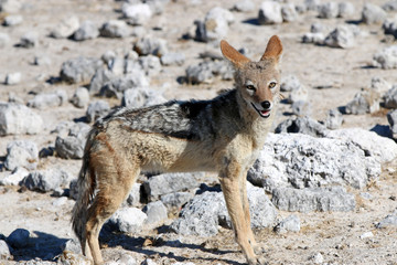Schabrackenschakal (Canis mesomelas). Namibia