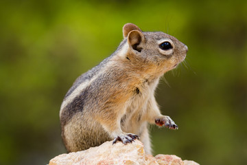 Obraz premium Squirrel