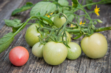 green Tomatoes © amadeusz