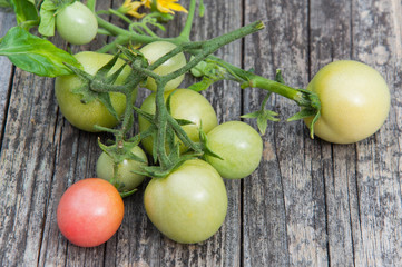 green Tomatoes