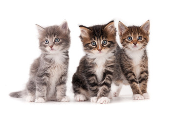 Three kittens isolated on white