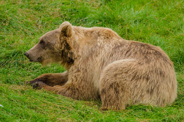 Old male brown bear