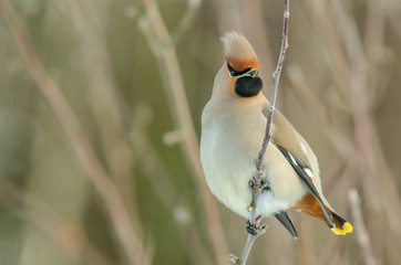 Bohemian waxwing