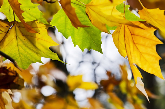 Multi-colored maple leaves