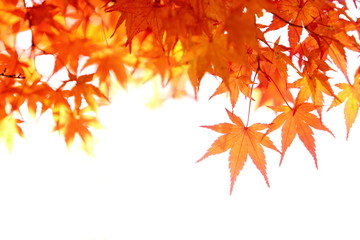 カエデの紅葉