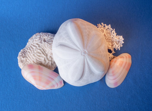 shells on blue background