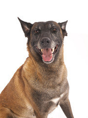 Malinois sheepdog on a white background