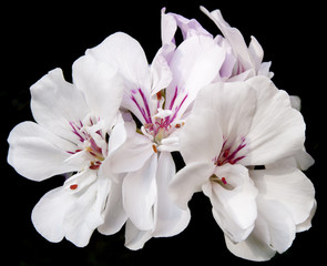 white geranium with a dark background - 58055768