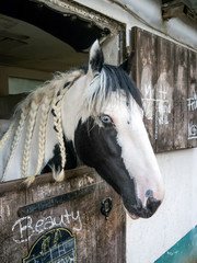 pferd