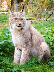 Obraz premium luchs