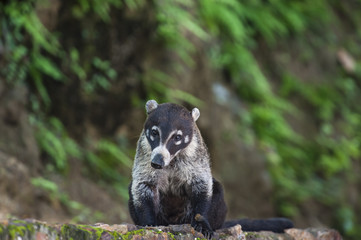 white nosed coati