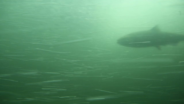 Wild Salmon Swimming
