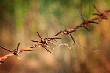 Rutted Barbed Wire  at countryside.