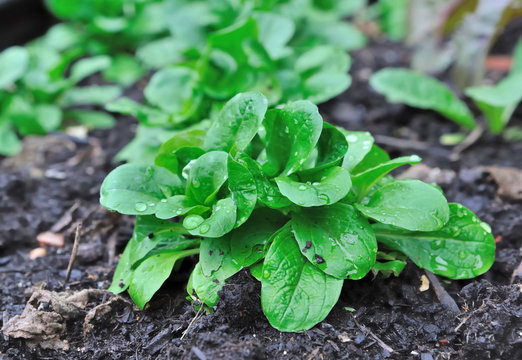 plant de m&acirc;che dans potager