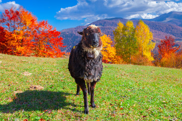 Black sheep on pasture in the mountains in autumn