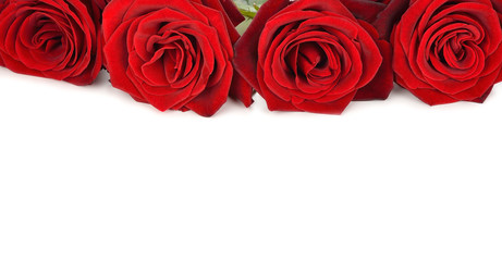 red roses on a white background