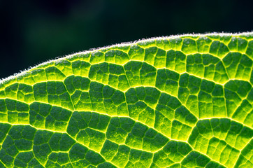 Green leaf texture