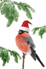 bullfinch