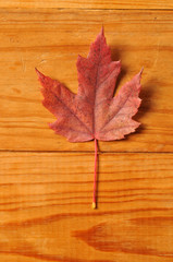 Naklejka na ściany i meble Beautiful autumn leaf background